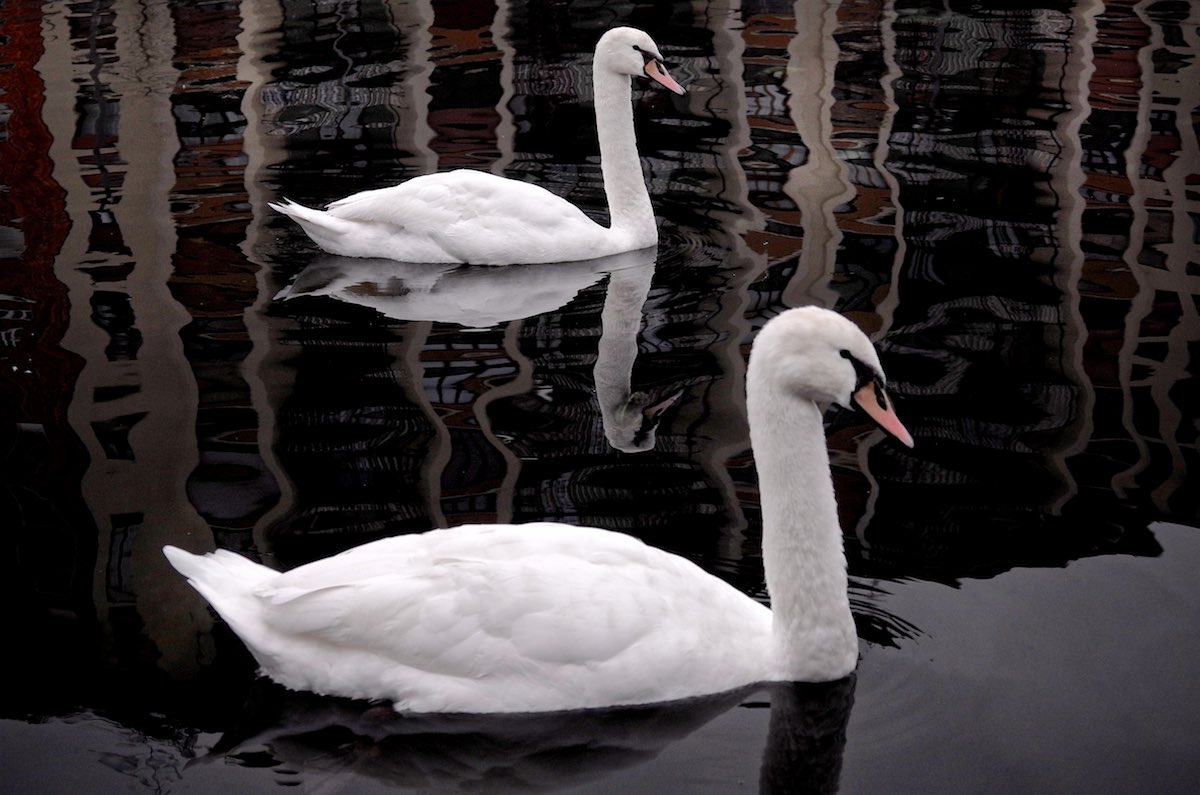Cigni a Milano Foto di Martino Buzzi